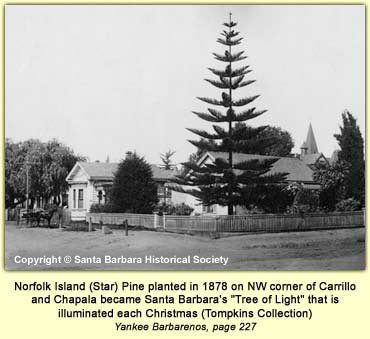 Norfolk Island (Star) Pine planted in 1878 on NW corner of Carrillo and Chapala became Santa Barbara's "Tree of Light" that is illuminated each Christmas.